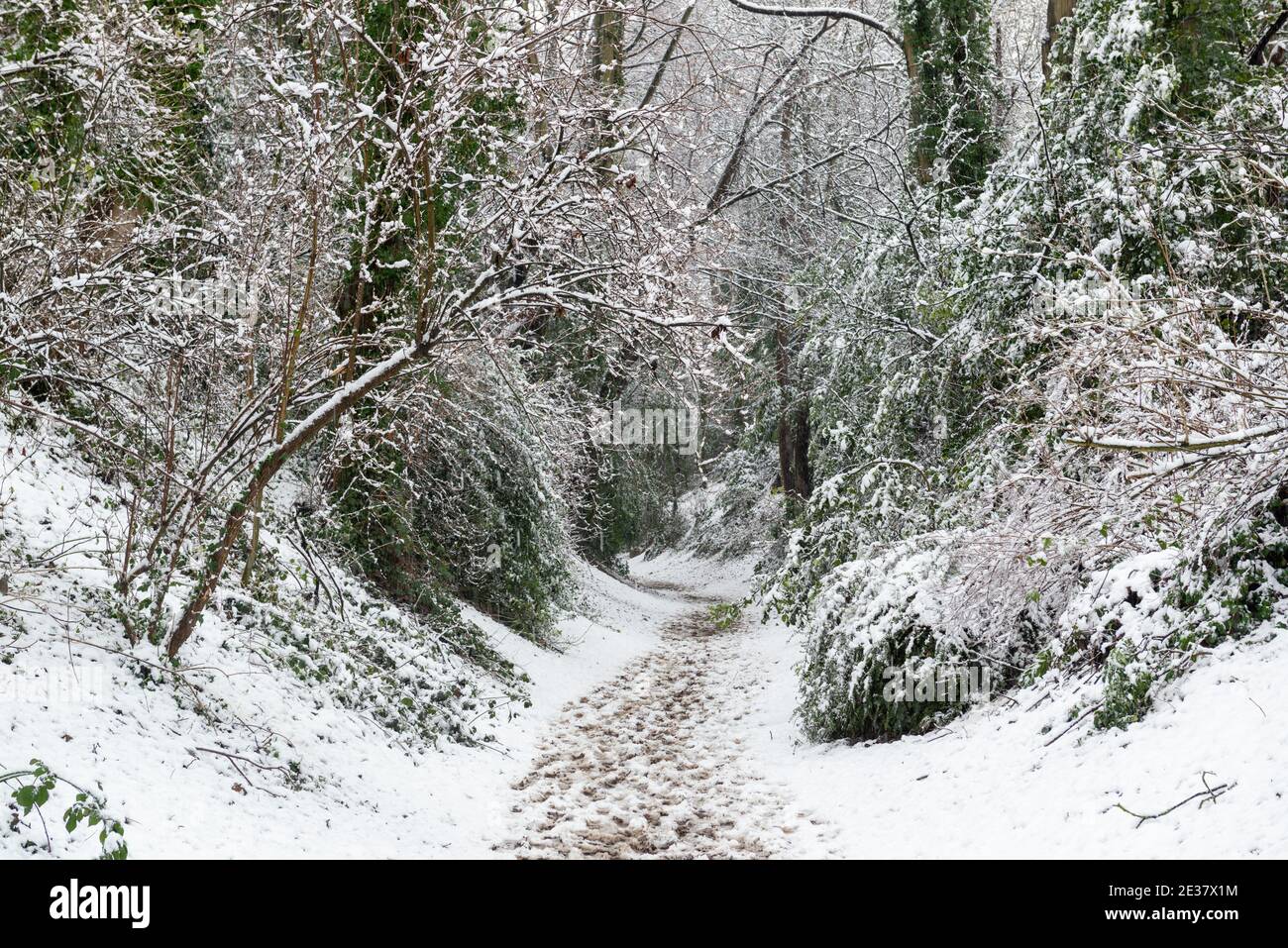Un sentiero innevato circondato da alberi a Boston Spa, West Yorkshire Foto Stock