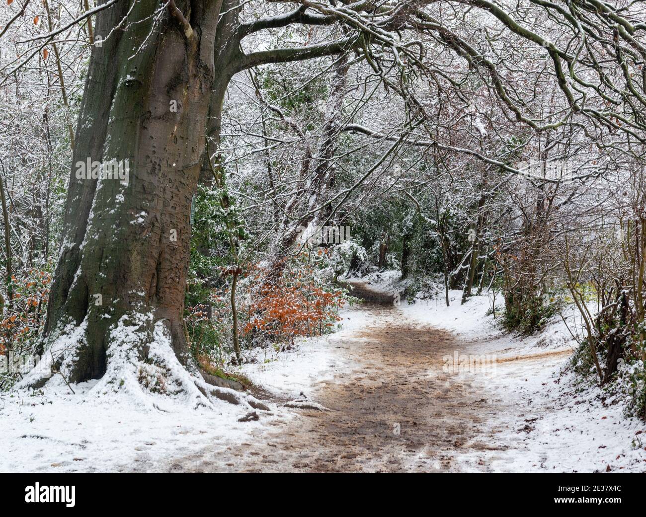 Un sentiero innevato circondato da alberi a Boston Spa, West Yorkshire Foto Stock