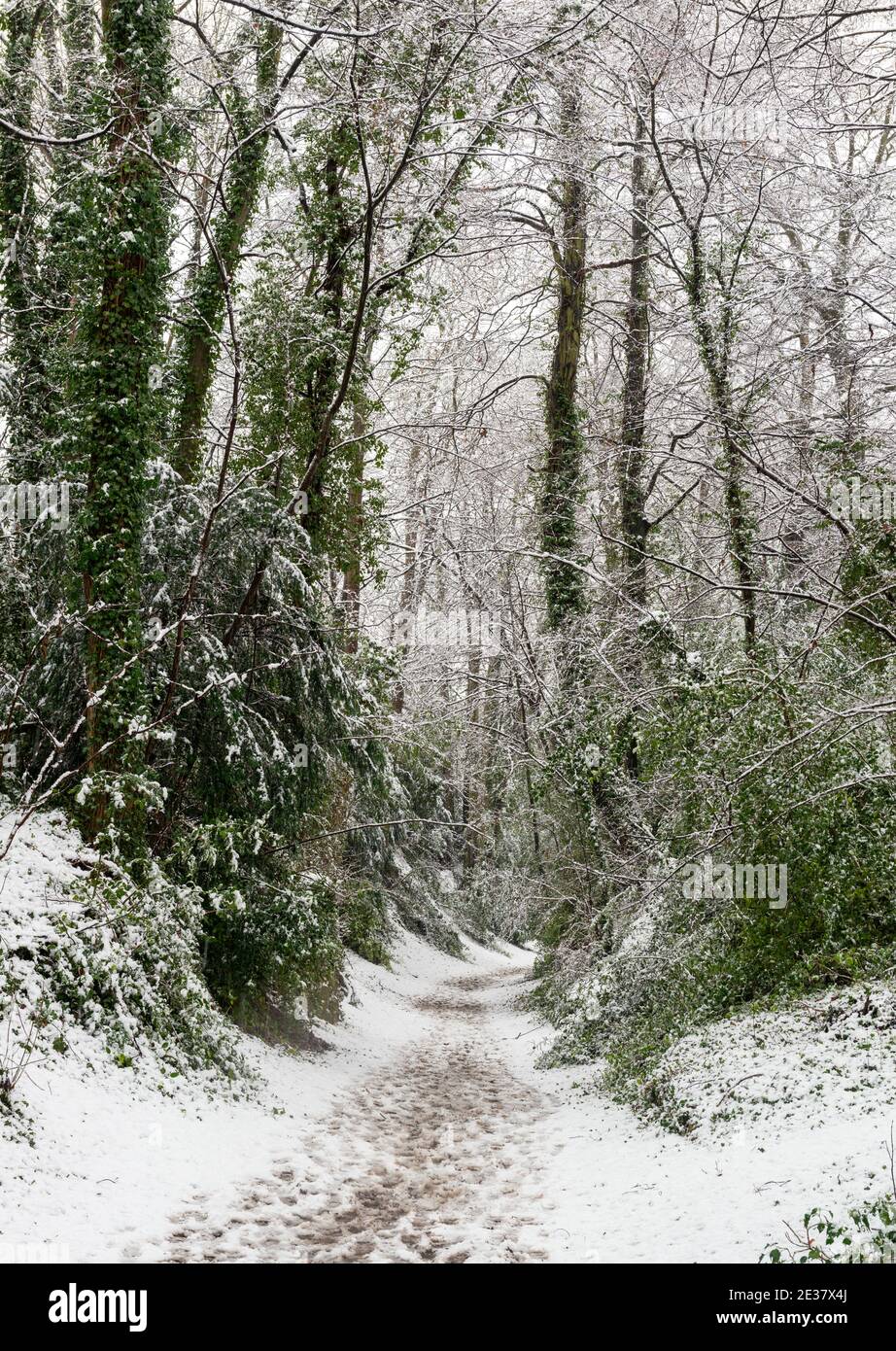 Un sentiero innevato circondato da alberi a Boston Spa, West Yorkshire Foto Stock