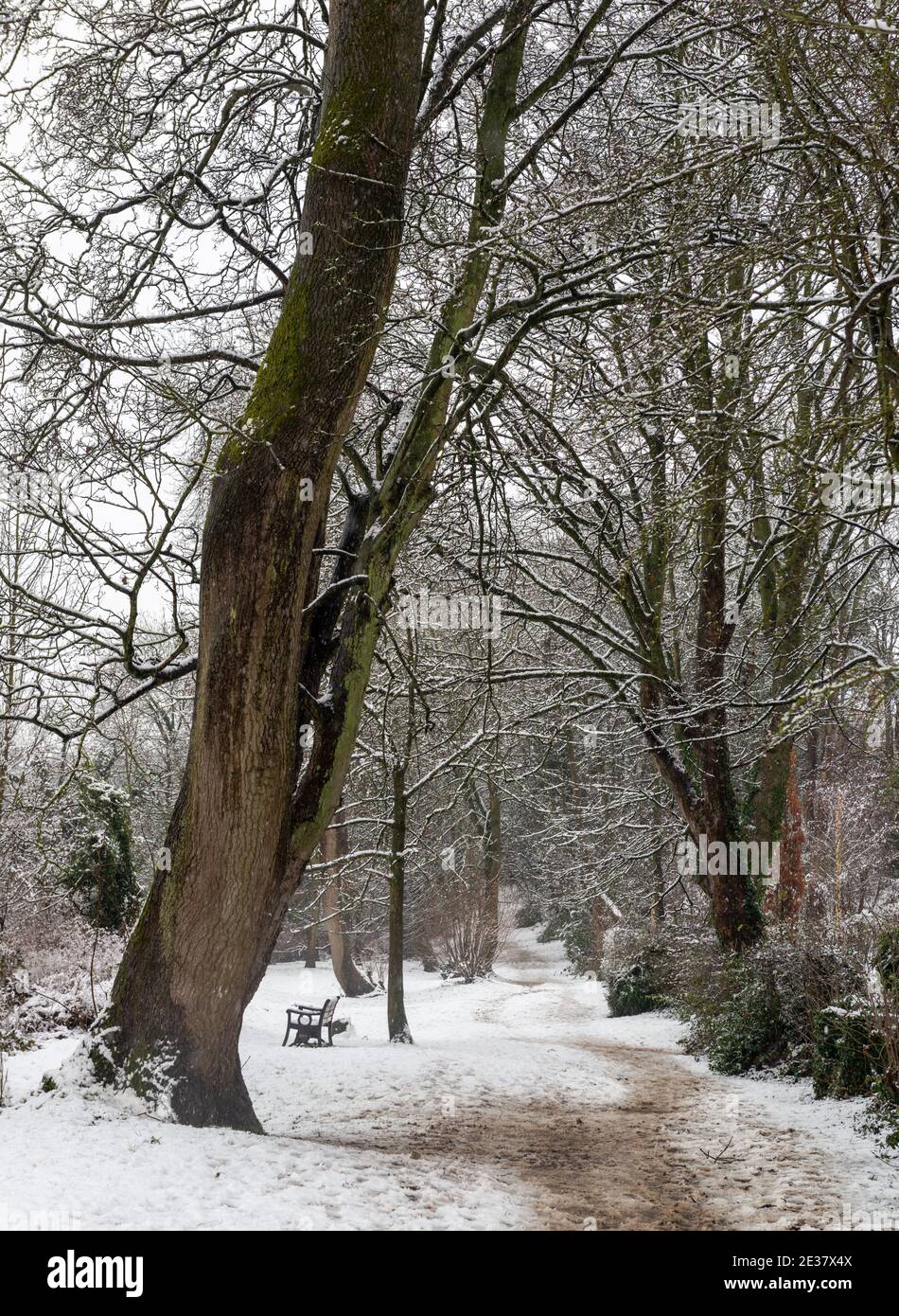 Un sentiero innevato circondato da alberi a Boston Spa, West Yorkshire Foto Stock