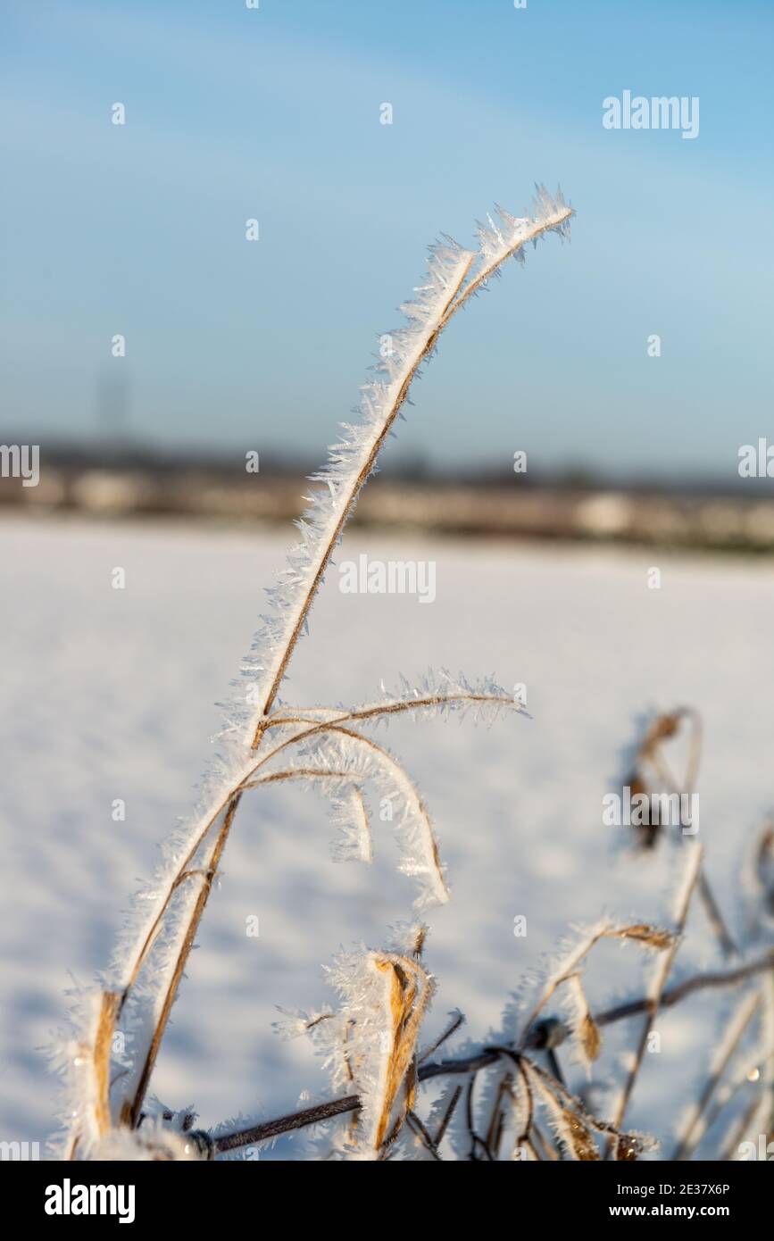 Alti steli d'erba ricoperti di lunghi cristalli di ghiaccio di rombo gelo con cielo blu e neve fuori fuoco campo coperto in background Foto Stock