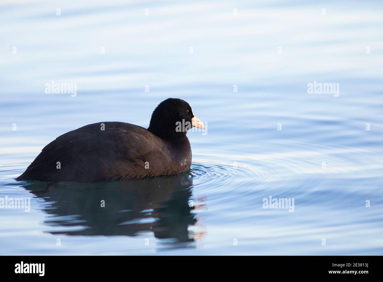 Piede eurasiatico (Fulica atra) che nuota all'alba. Lago di Banyoles (Estany de Banyoles), Pla de l'Estany, Girona, Catalogna, Spagna, Europa. Foto Stock