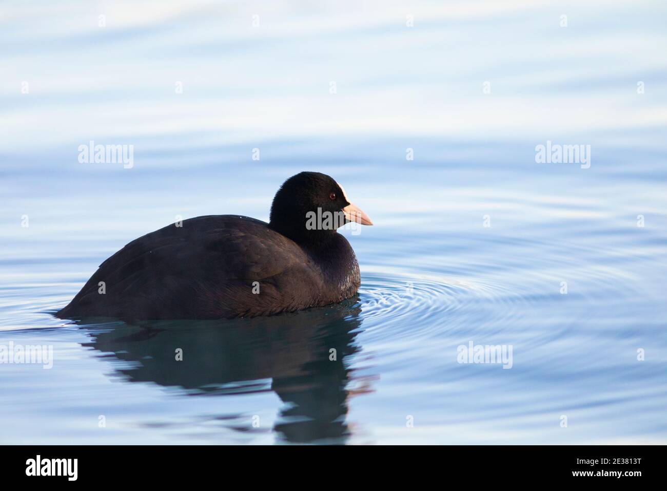 Piede eurasiatico (Fulica atra) che nuota all'alba. Lago di Banyoles (Estany de Banyoles), Pla de l'Estany, Girona, Catalogna, Spagna, Europa. Foto Stock