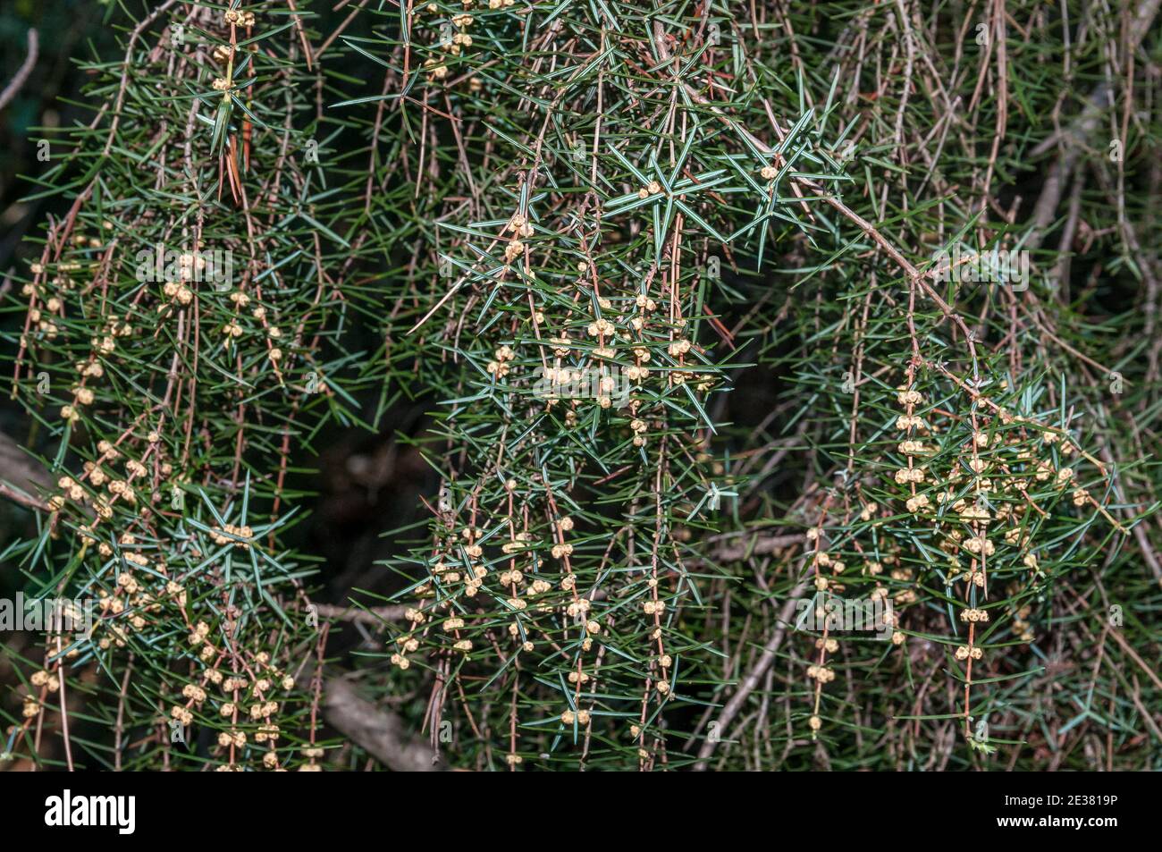 Coni maschio floriferi, ginepro di cade, juniperus oxycedrus, Catalogna, Spagna Foto Stock