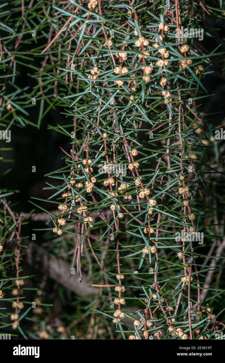 Coni maschio floriferi, ginepro di cade, juniperus oxycedrus, Catalogna, Spagna Foto Stock