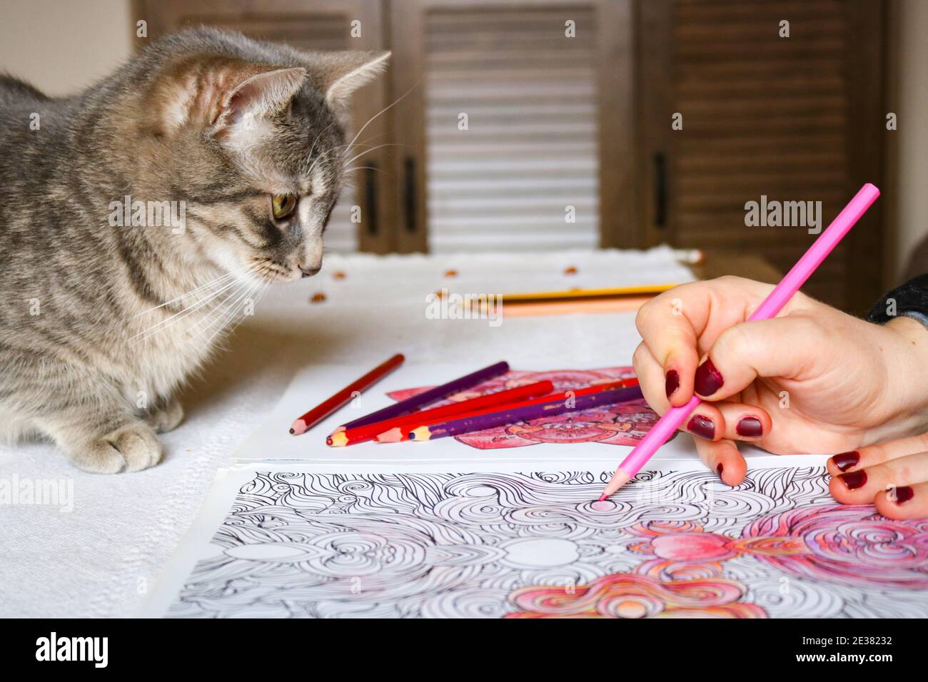 Un gatto che osserva una donna che colora il libro di colori Foto Stock