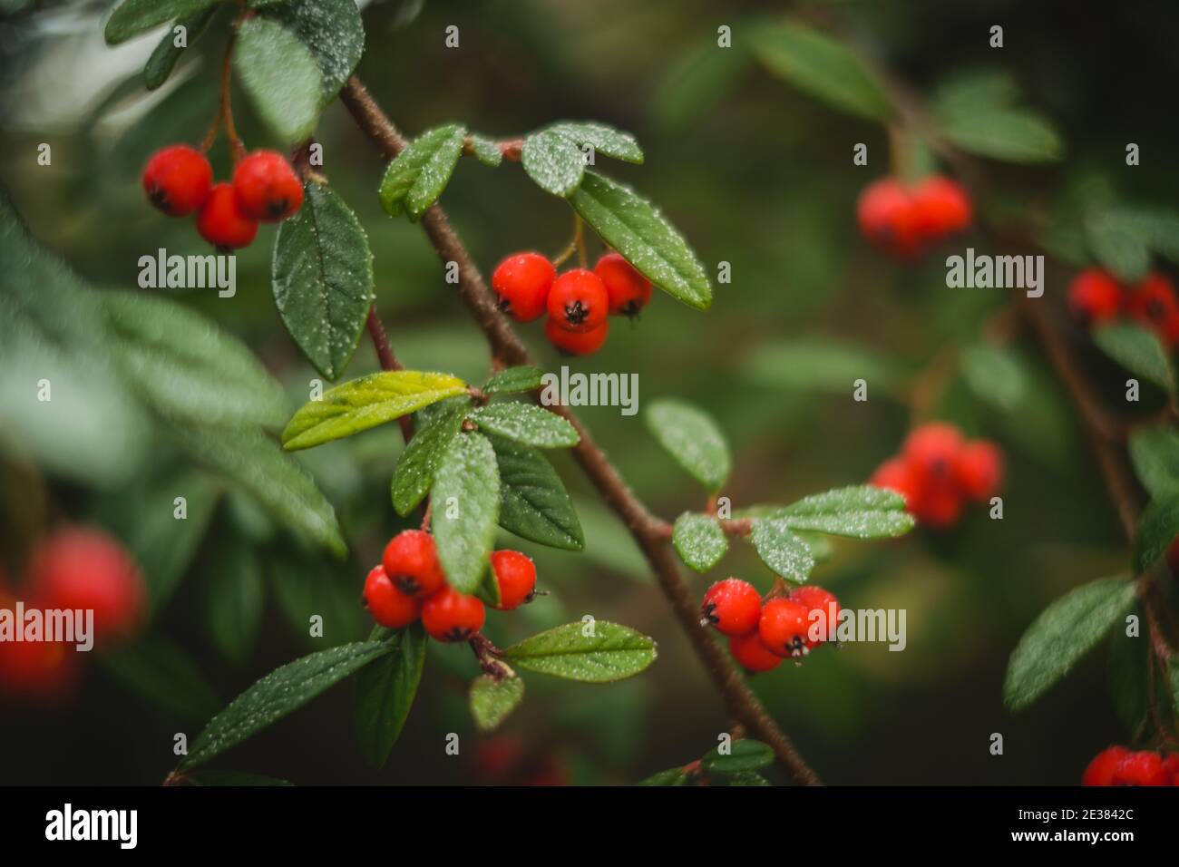 bacche invernali selvatiche, con foglie ghiacciate Foto Stock