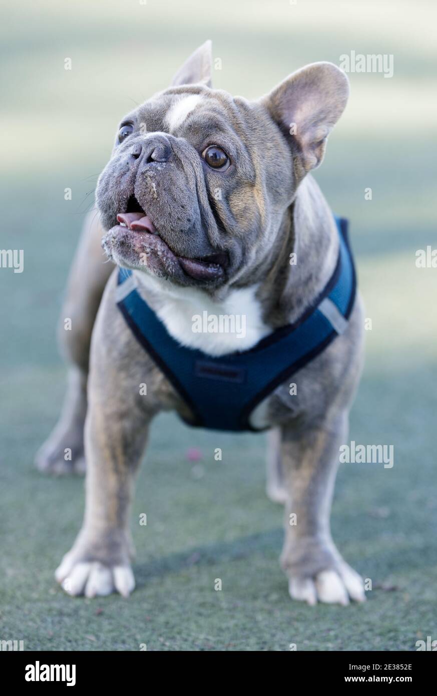 Brindate il francese Bulldog maschio in piedi e facendo un viso Foto Stock