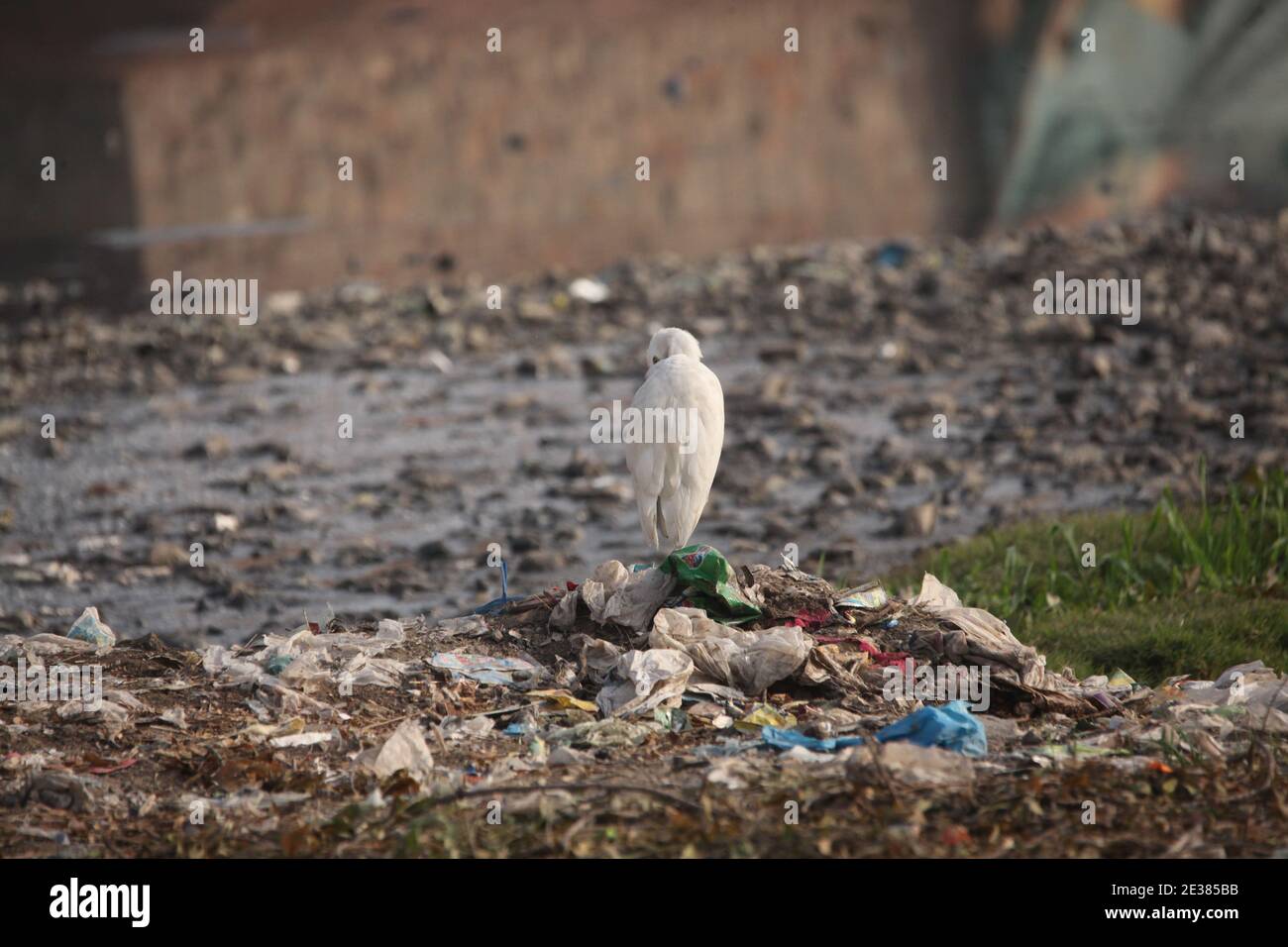 Un uccello bianco seduto su un mucchio di rifiuti sul gro Foto Stock