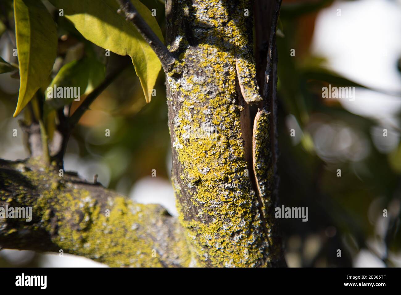Fungo verde sulla corteccia di un albero mandarino Foto Stock