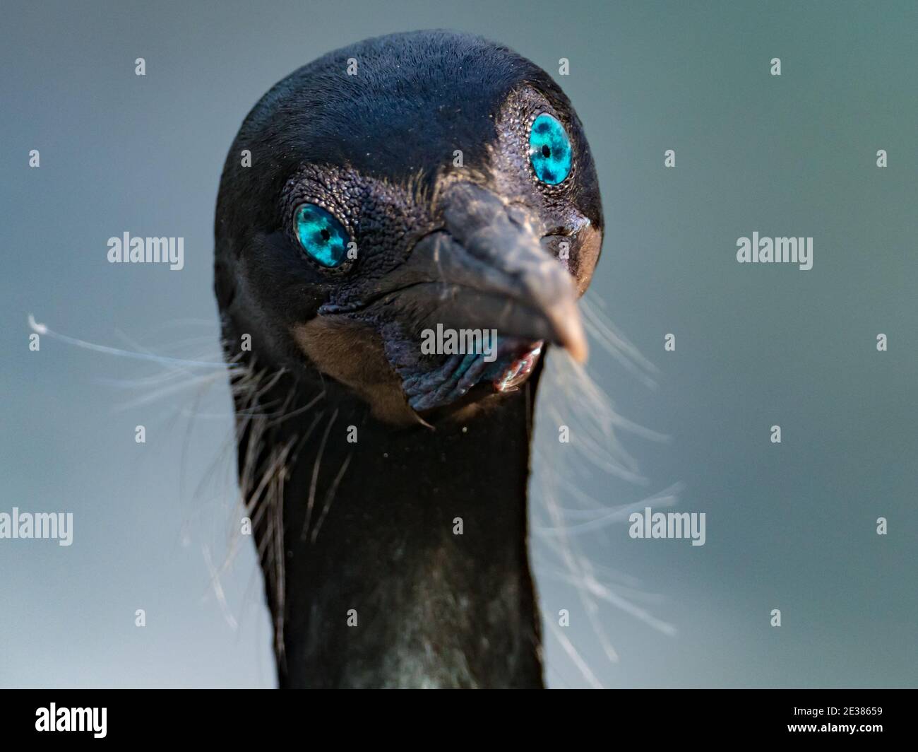 Gli incredibili occhi blu del cormorano di Brandt, Phalacrocorax penicillatus, un allevamento di uccelli marine sulle scogliere della baia di la Jolla, San Diego, California, Foto Stock