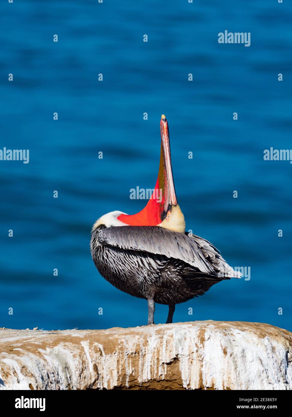 Pellicano bruno, Pelecanus occidentalis, un uccello che nidificano in un piumaggio di riproduzione stupefacente sulle scogliere a la Jolla Cove, San Diego, California, Stati Uniti Foto Stock