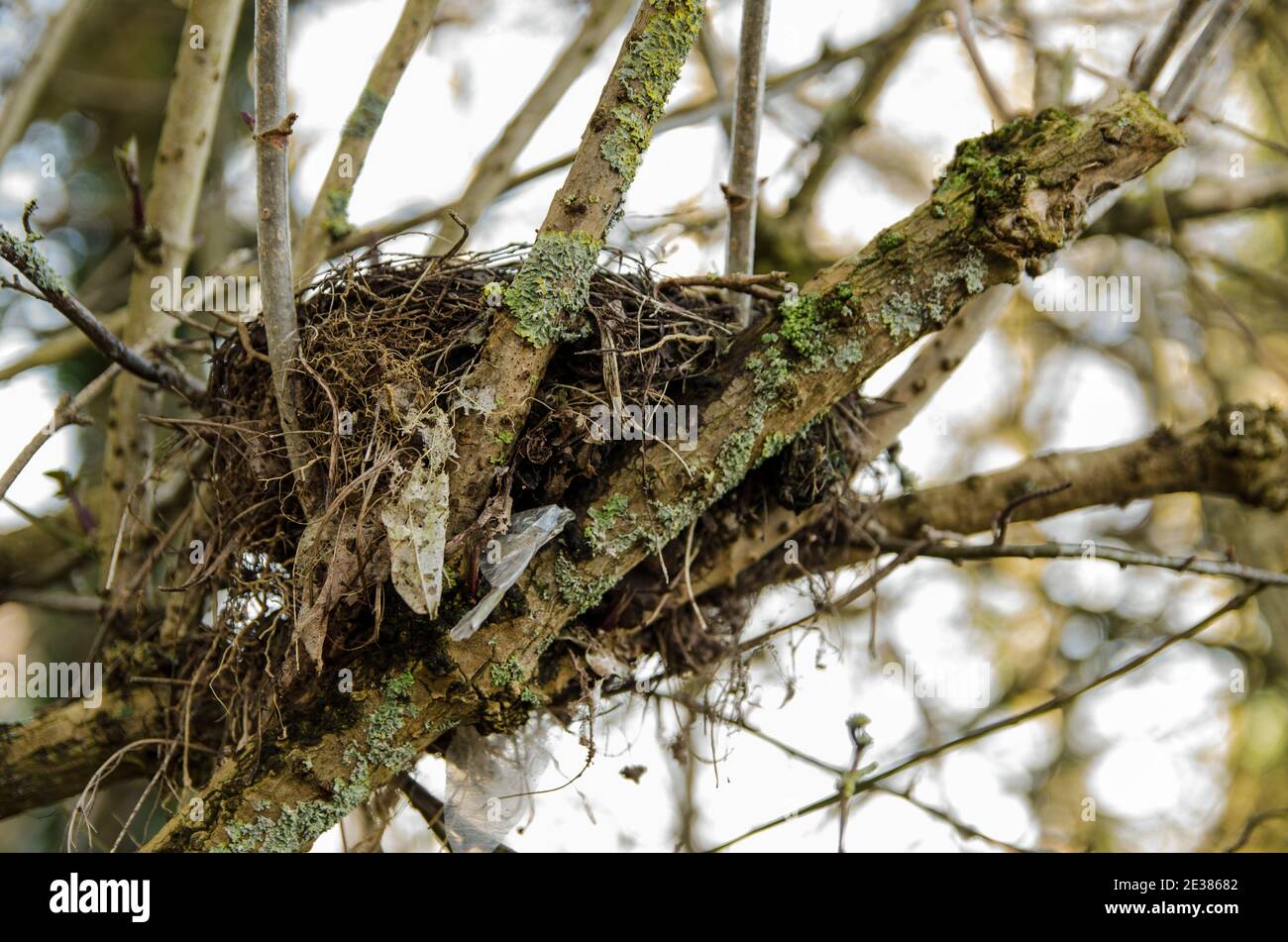 Nido di uccelli costruito in un hedgerow visto in un giorno d'inverno in Hampshire. Foto Stock