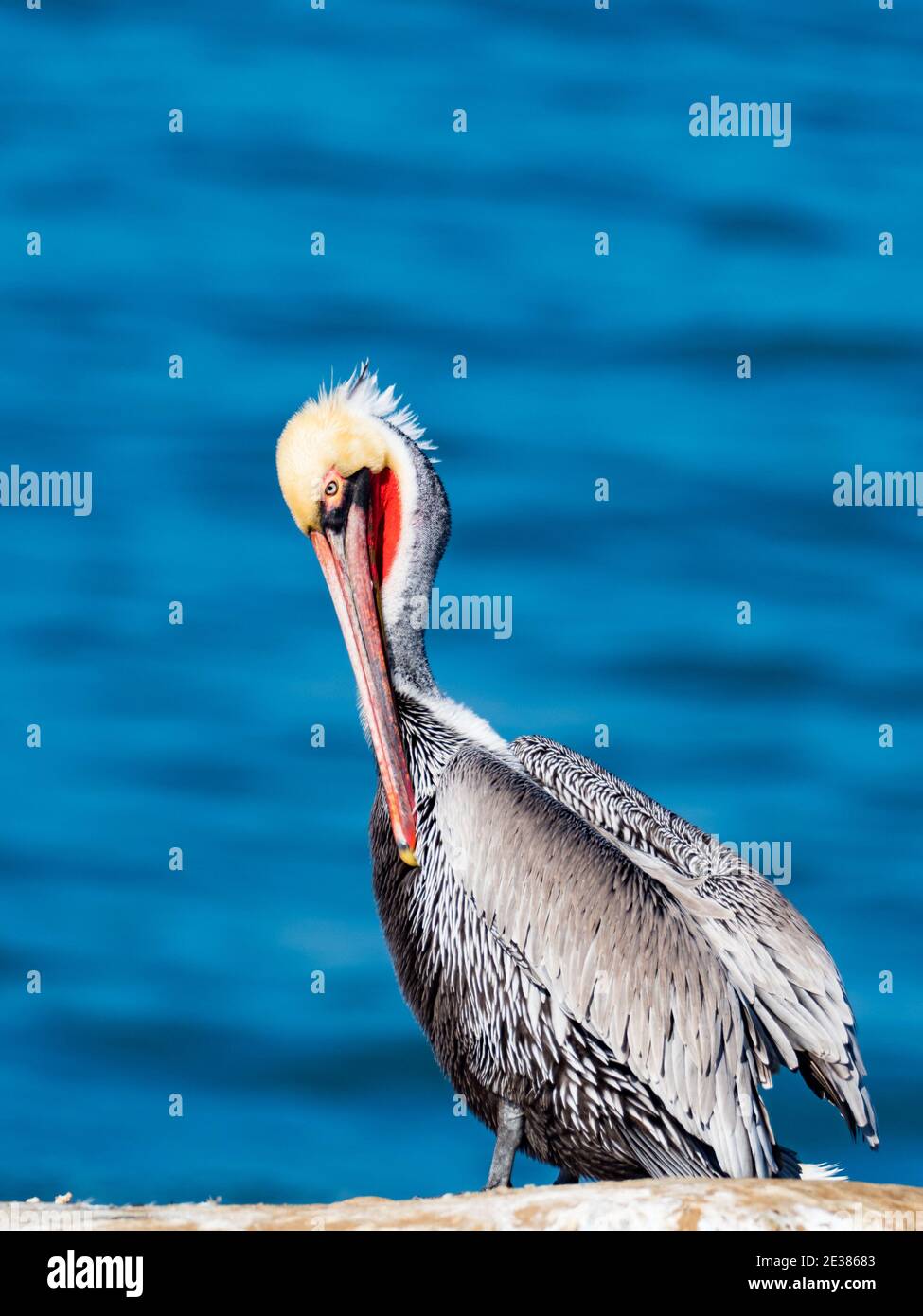 Pellicano bruno, Pelecanus occidentalis, un uccello che nidificano in un piumaggio di riproduzione stupefacente sulle scogliere a la Jolla Cove, San Diego, California, Stati Uniti Foto Stock