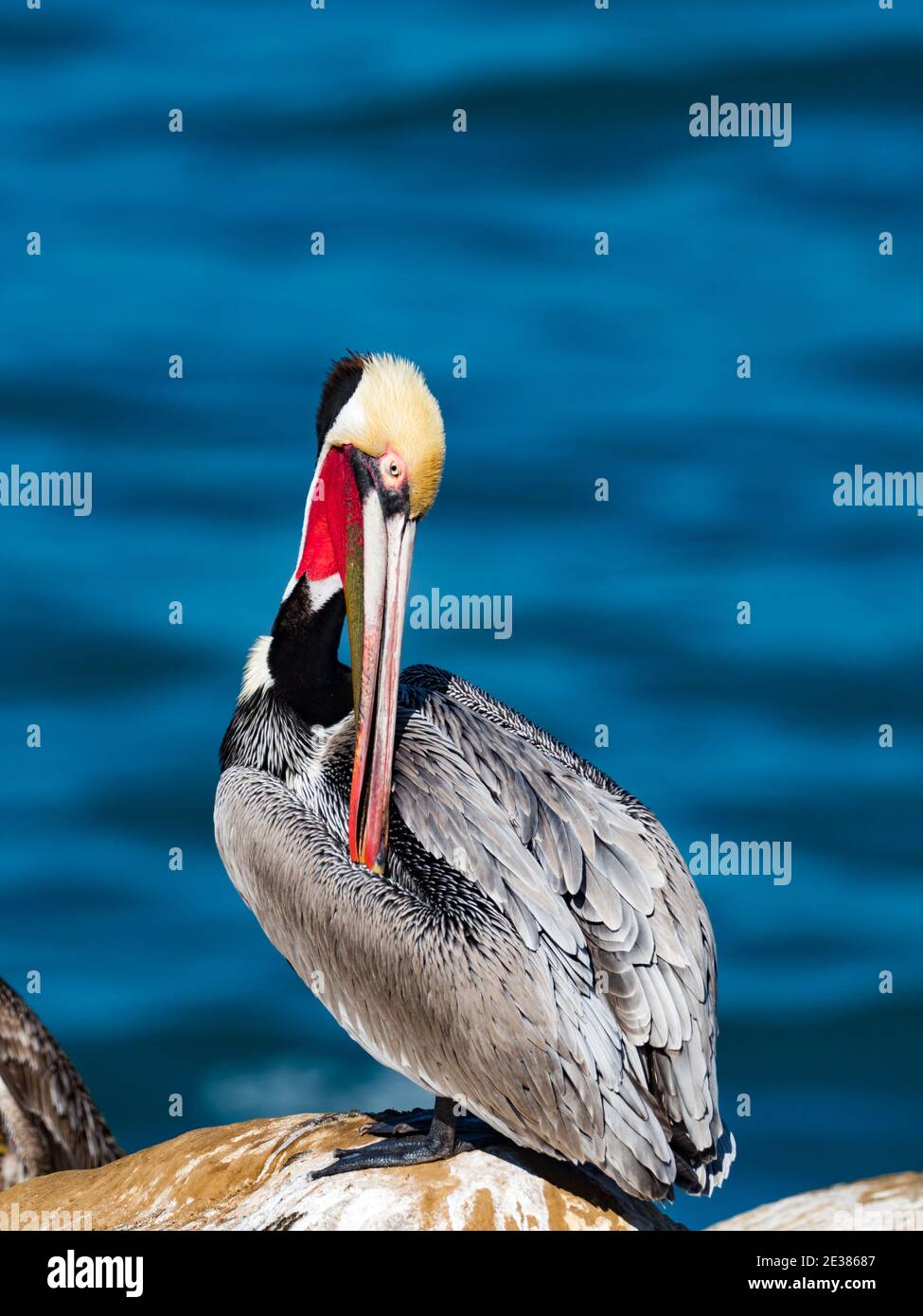 Pellicano bruno, Pelecanus occidentalis, un uccello che nidificano in un piumaggio di riproduzione stupefacente sulle scogliere a la Jolla Cove, San Diego, California, Stati Uniti Foto Stock