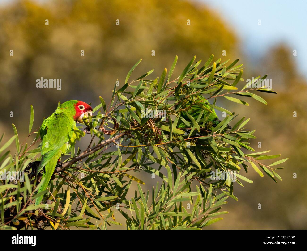 Parakeet in maschera rossa, Psittacara eryrogenys, una specie non nativa di uccelli a la Jolla, California, USA Foto Stock