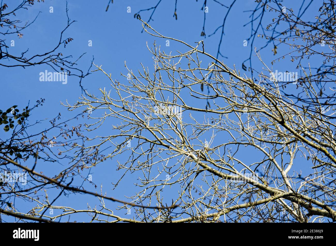 Rami di alberi in un bosco senza foglie vista contro un cielo blu al sole d'inverno. Hampshire. Foto Stock