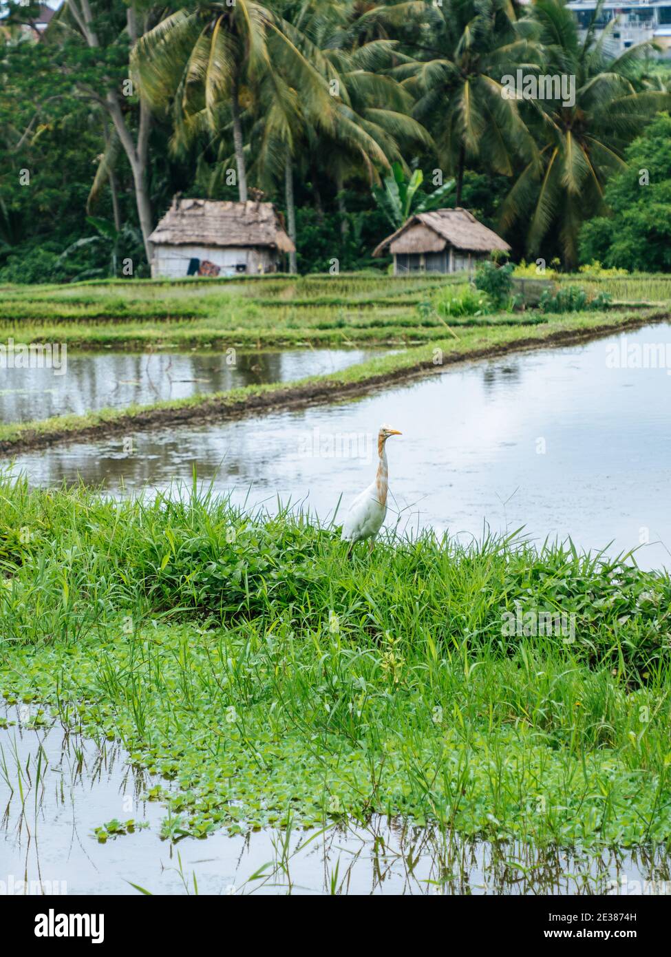 Gru bianca su un tipico paesaggio di risaie a Ubud, Bali, Indonesia Foto Stock