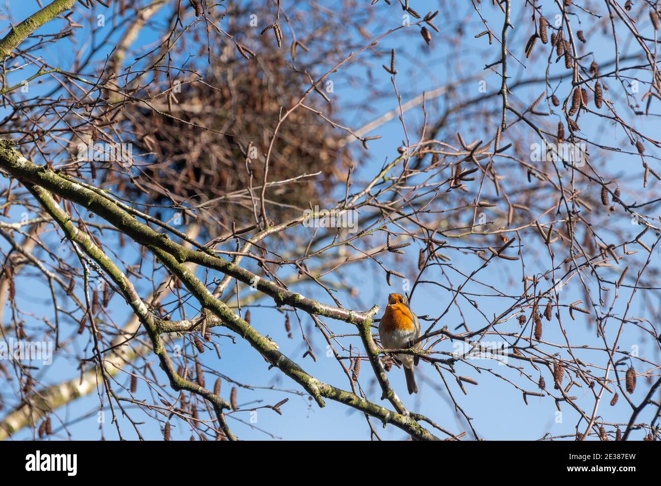 European robin (Erithacus rubustecula) in pieno canto o canto in una giornata di sole inverno durante gennaio, Regno Unito Foto Stock
