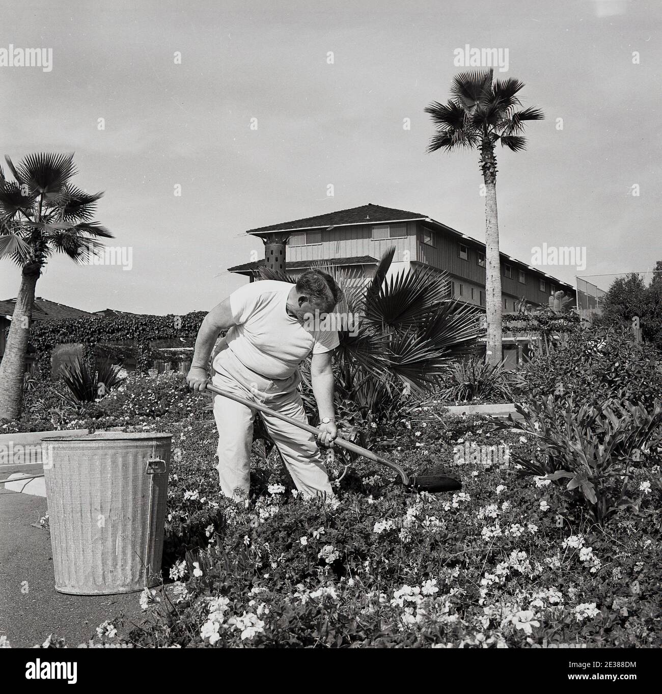 Anni '60, storico, uomo scavando un letto di fiori, togliendo erbacce, con bidone di metallo accanto a hm su prato, Florida, USA, più probabilmente un giardiniere a un grande blocco di appartamenti di pensione che lavora i terreni, Foto Stock