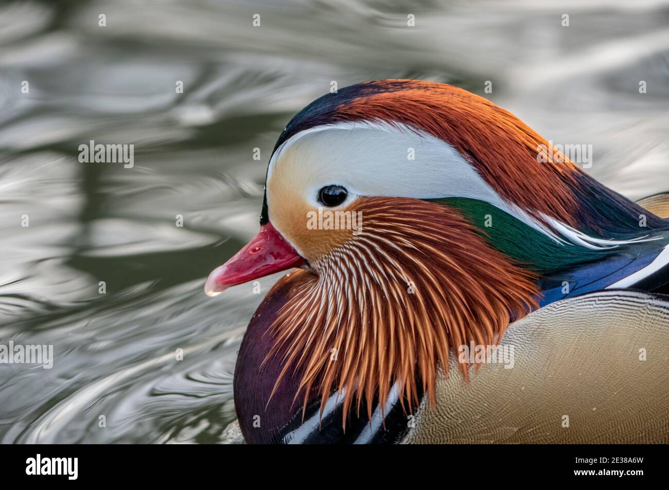 Anatra mandarino (Aix galericulata) ritratto Foto Stock