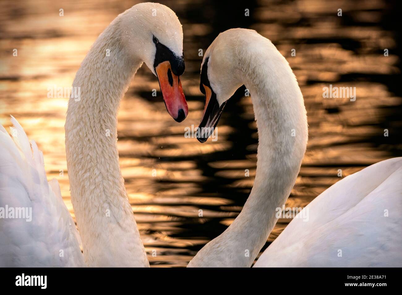 Mute Swans formando una forma del cuore con i loro colli a. tramonto Foto Stock