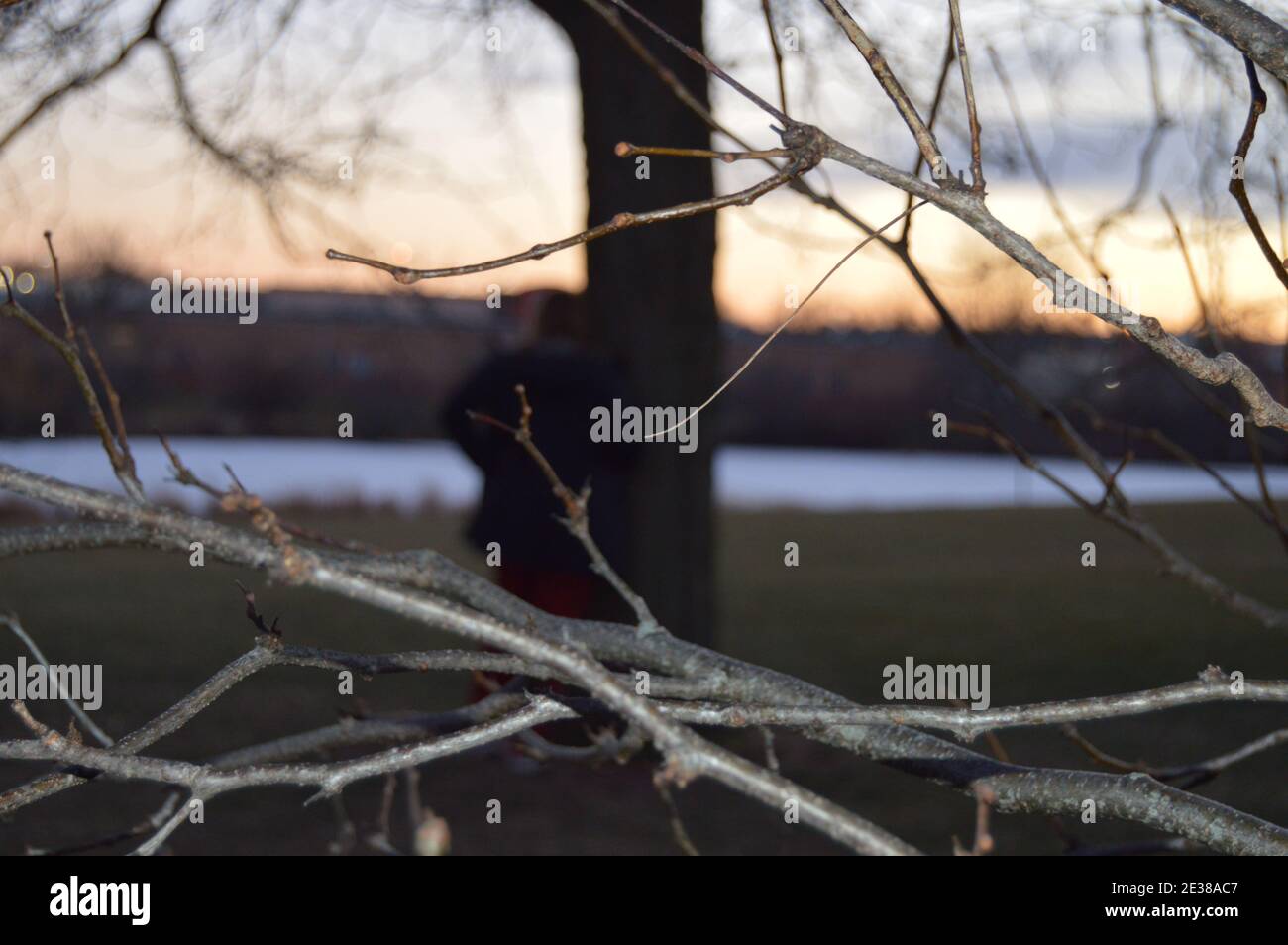 Outdoor Shot focalizzato sui rami con figure sfocate in background Foto Stock