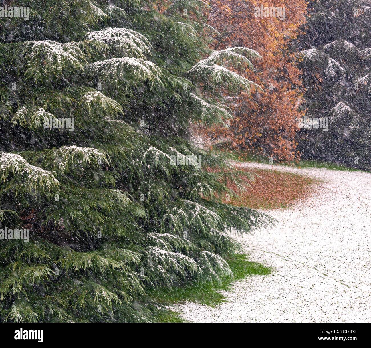 Dettaglio di pini e alberi che iniziano ad essere coperti neve che copre anche l'erba Foto Stock
