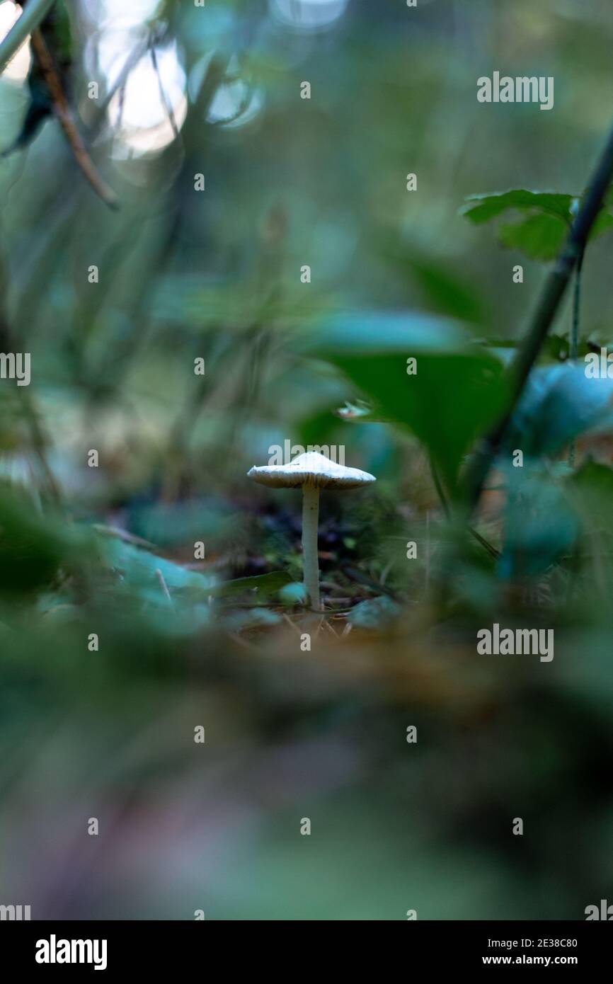 Fungo bianco non commestibile nella foresta macro tiro Foto Stock