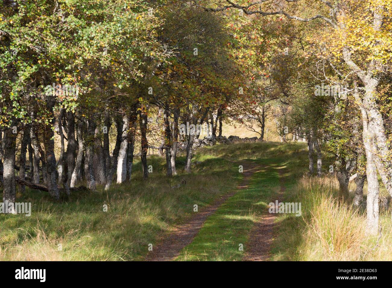 Un percorso attraverso un'area di bosco (Birch & Rowan) In autunno al capo di Glen Feardar nel Parco nazionale di Cairngorms Foto Stock