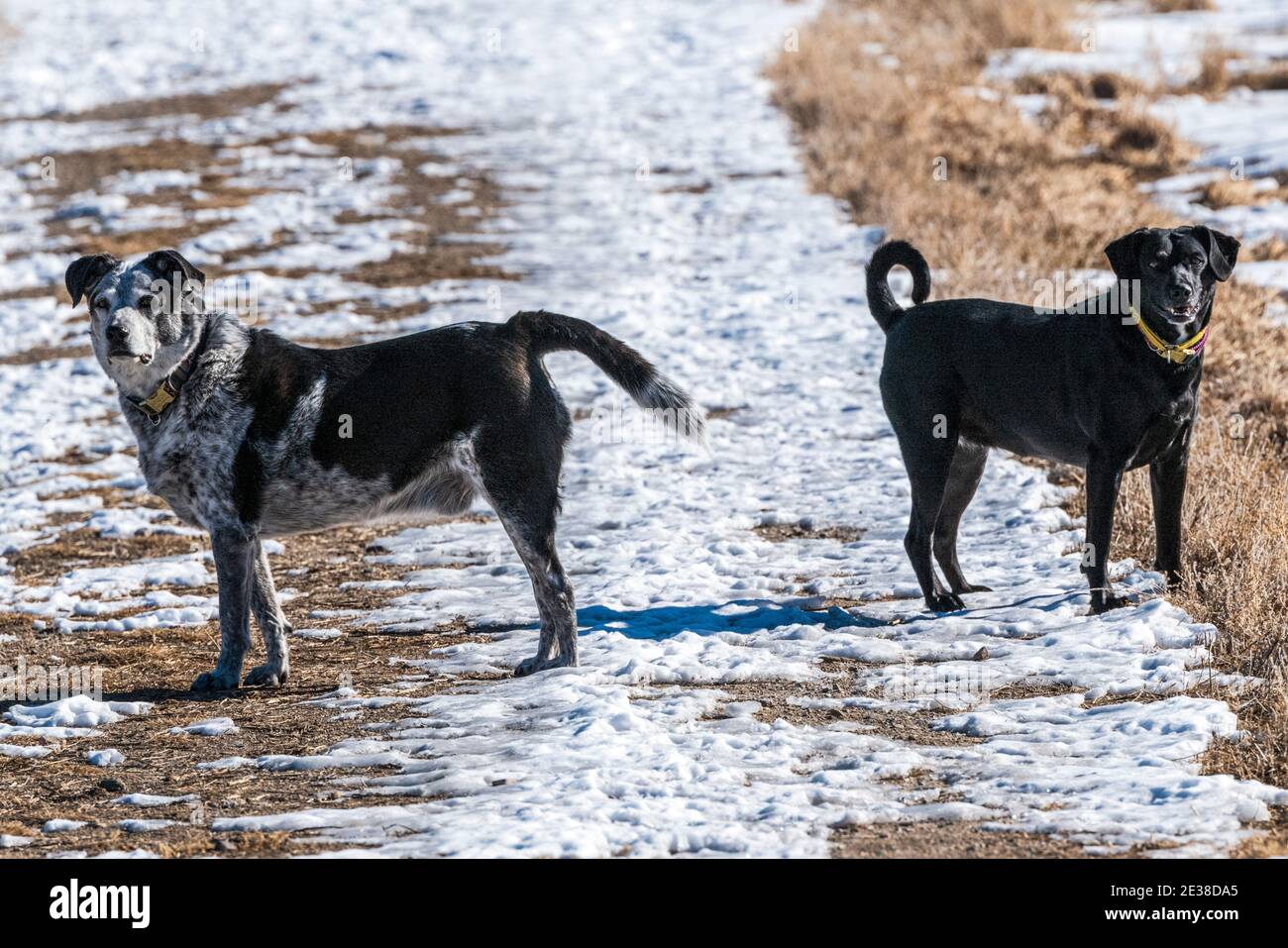 Cane di razza mista che corre su un ranch centrale del Colorado; Stati Uniti Foto Stock