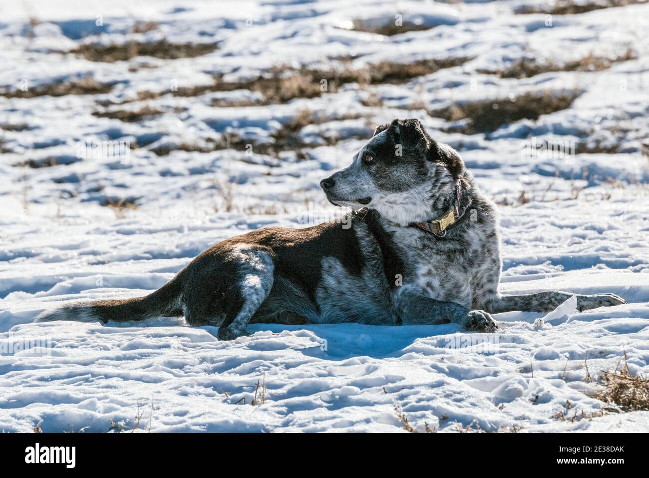 Cane di razza mista che corre su un ranch centrale del Colorado; Stati Uniti Foto Stock
