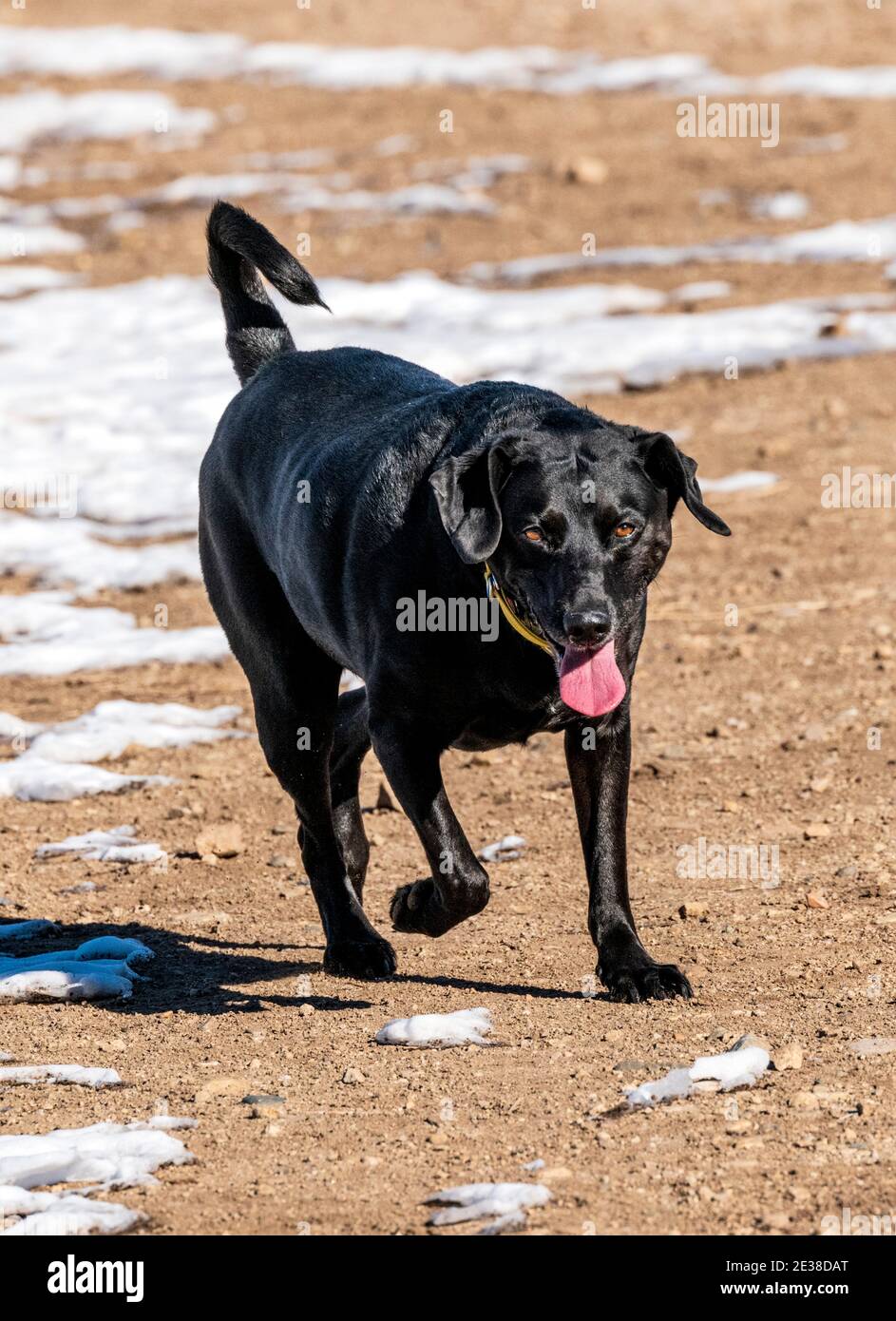 Grande cane di razza mista nera che corre su un ranch centrale del Colorado; Stati Uniti Foto Stock