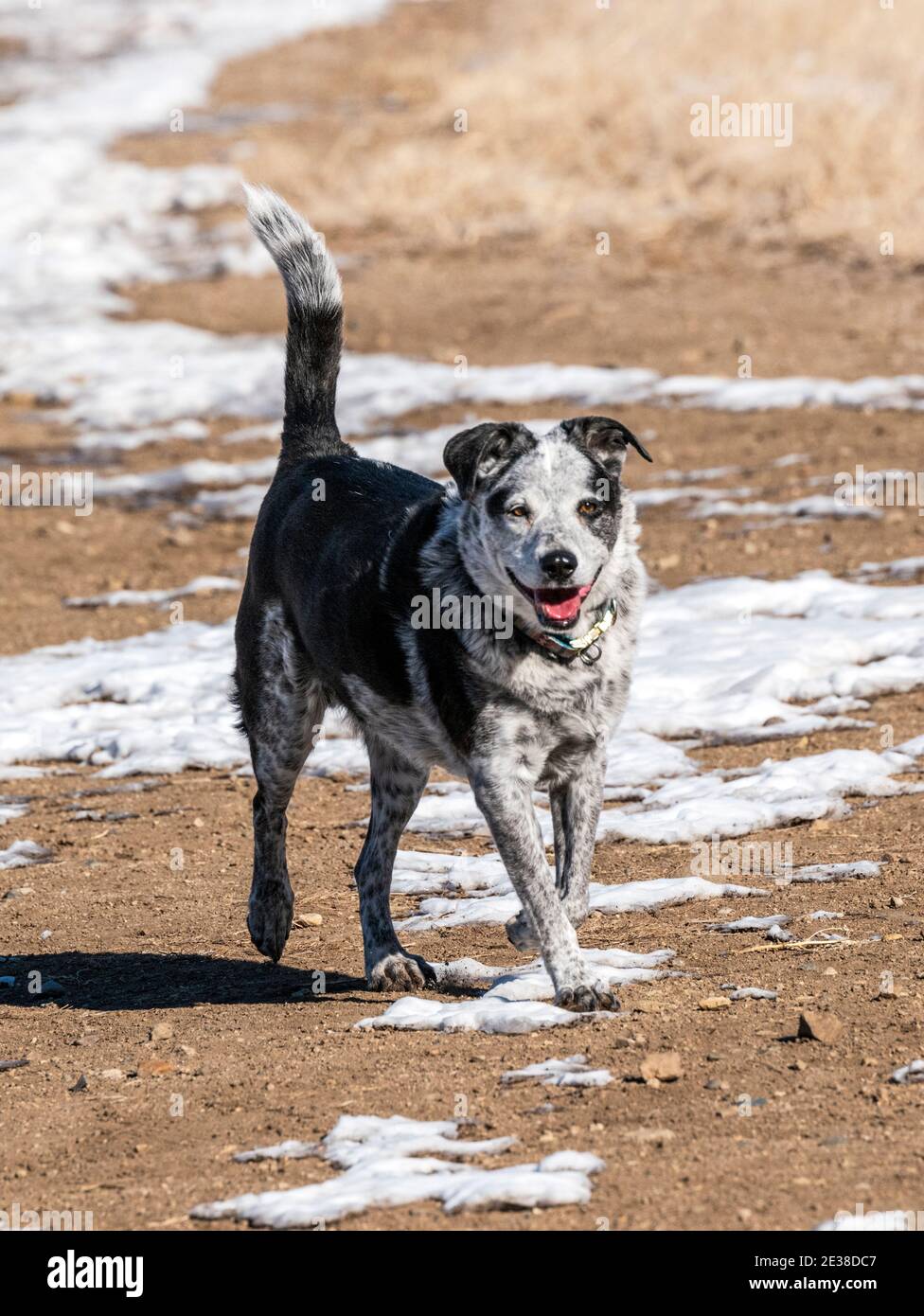 Cane di razza mista che corre su un ranch centrale del Colorado; Stati Uniti Foto Stock