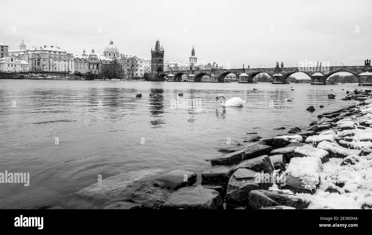 Ponte Carlo e fiume Moldava in inverno. Anatre e cigno bianco in acqua fredda. Praga, Repubblica Ceca. Immagine in bianco e nero. Foto Stock