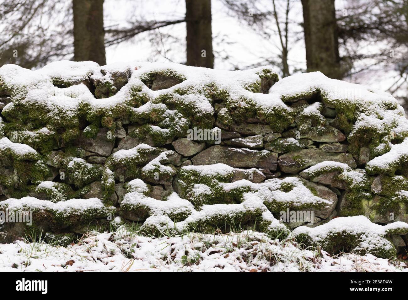 Un Mossy pietra a secco muro nel bosco coperto di neve Su una mattina di Overcast Foto Stock