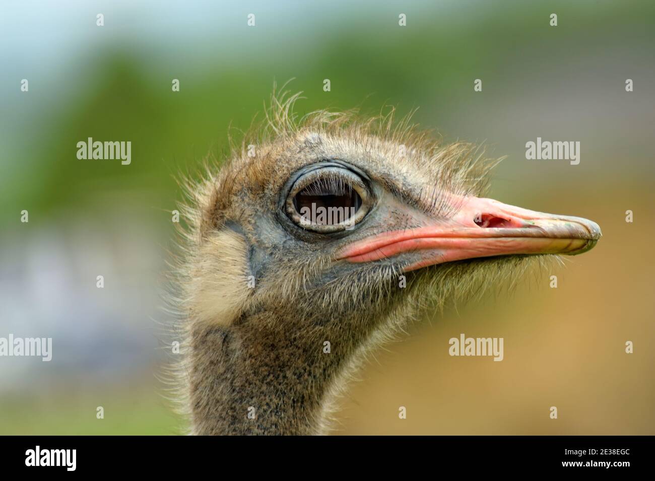 Un ritratto in primo piano di Ostrich. Foto Stock