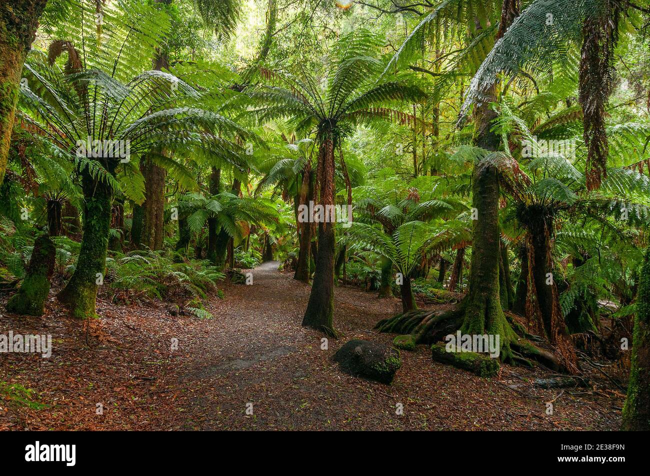 Una vista sotto il baldacchino di una foresta ombreggiata di palme verdi in Tasmania, Australia. Foto Stock