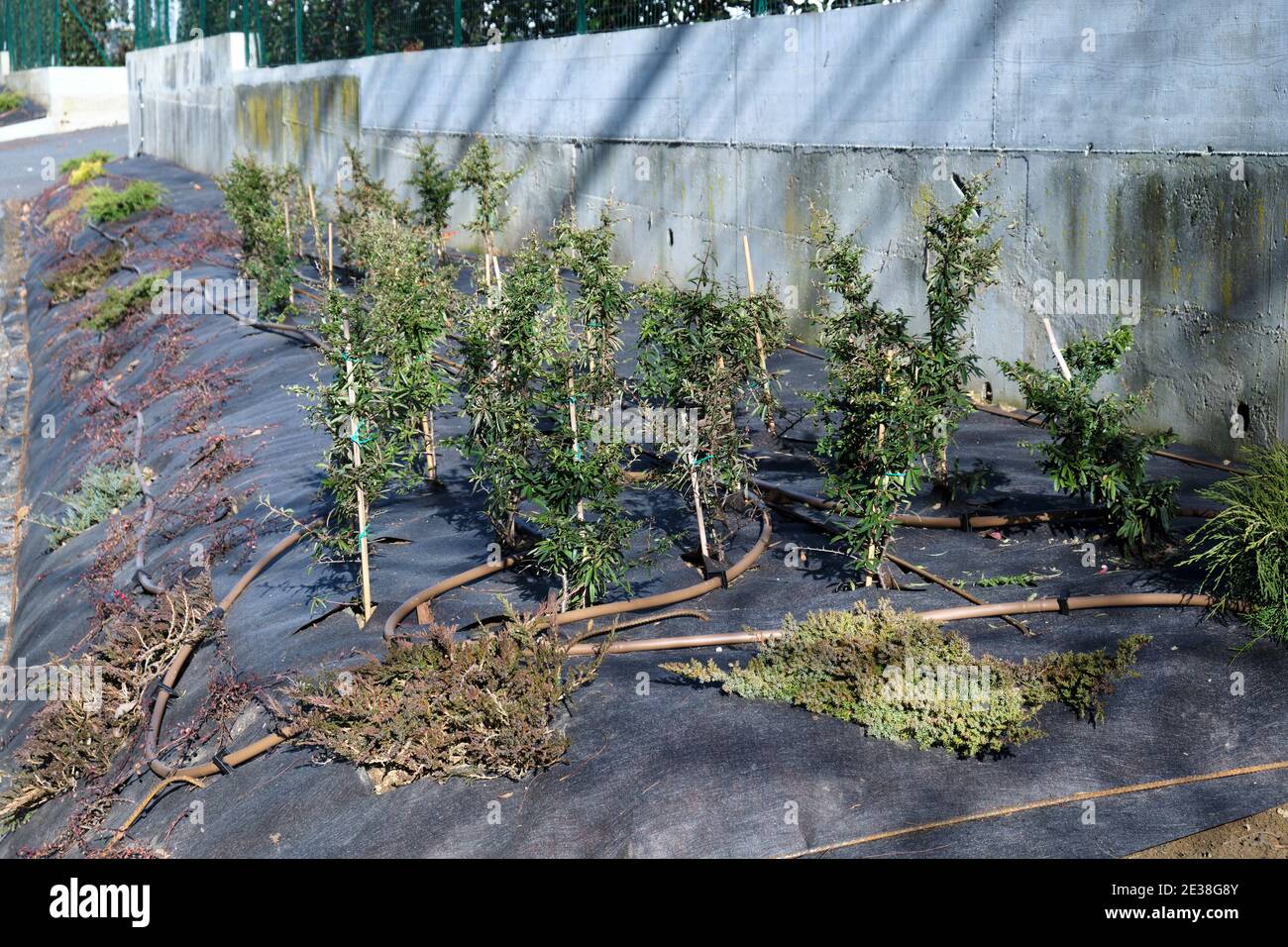 biogiardinazione, piantando di una pendenza contro erosione di terra Foto Stock
