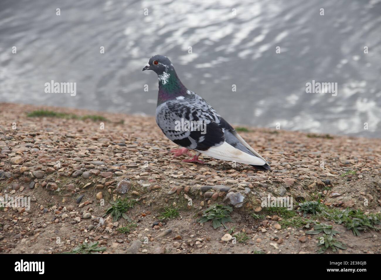 Piccioni Foto Stock