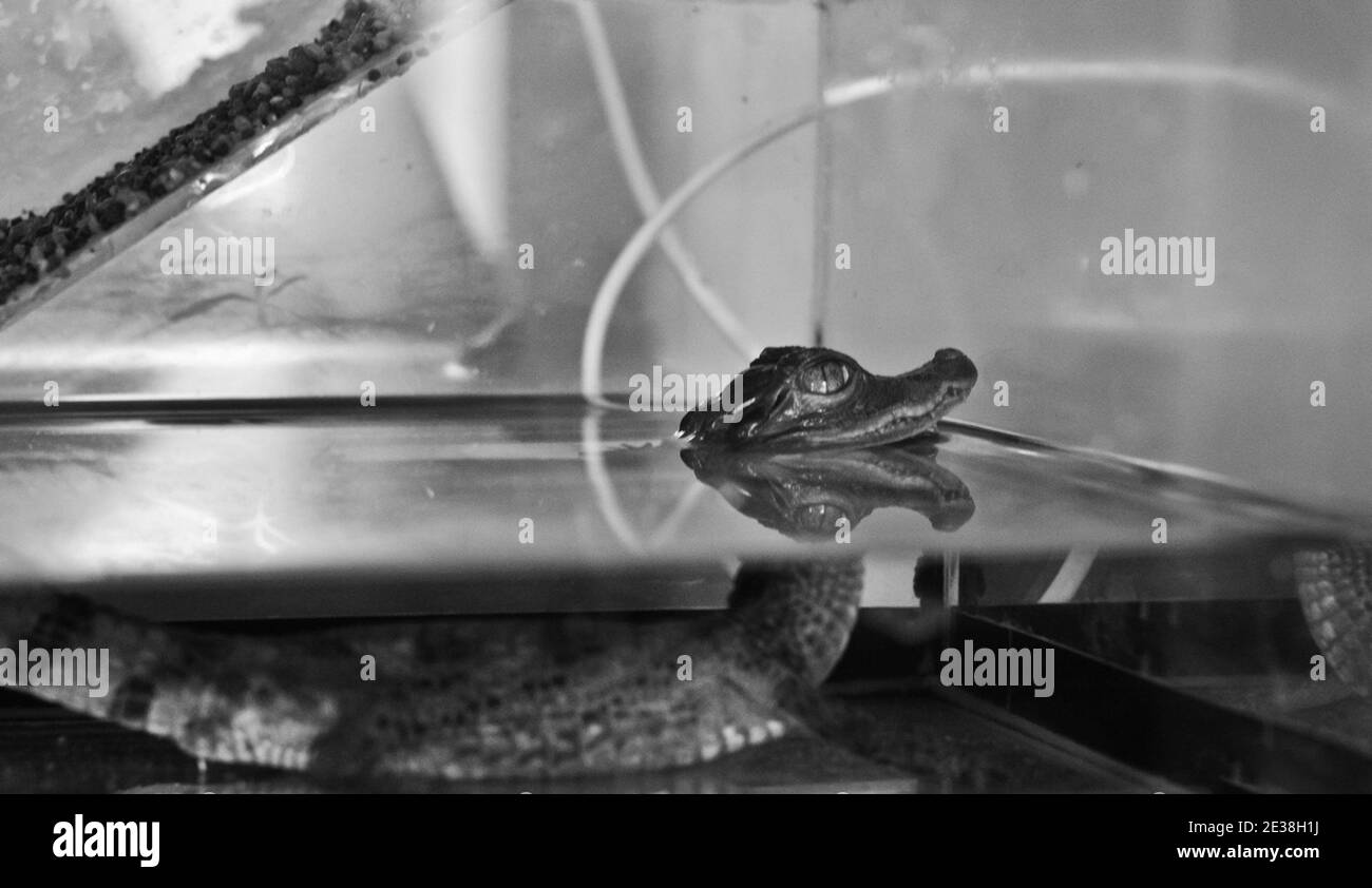 cucciolo di coccodrillo - 8 Piccolo coccodrillo Foto e Immagini Stock in Bianco e Nero - Alamy