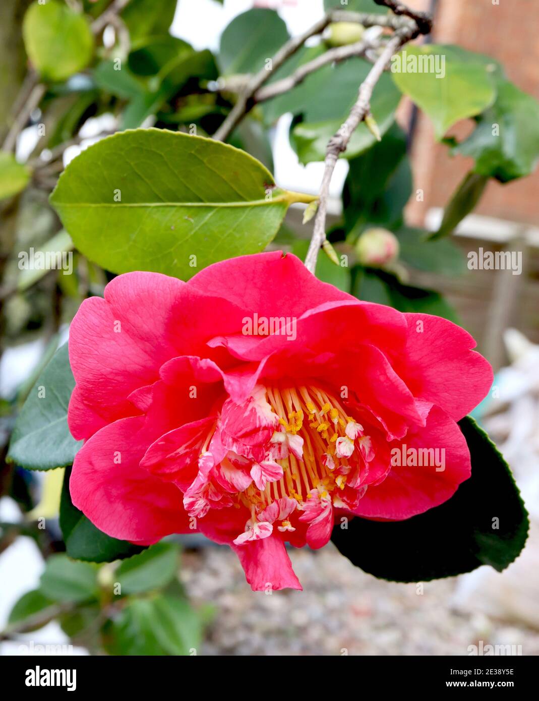 Camellia japonica ‘Drama Girl’ Camellia Drama Girl – semi-doppio rosa camelia di anemone con piccoli petali rosa e bianchi intervallati da stamen Foto Stock