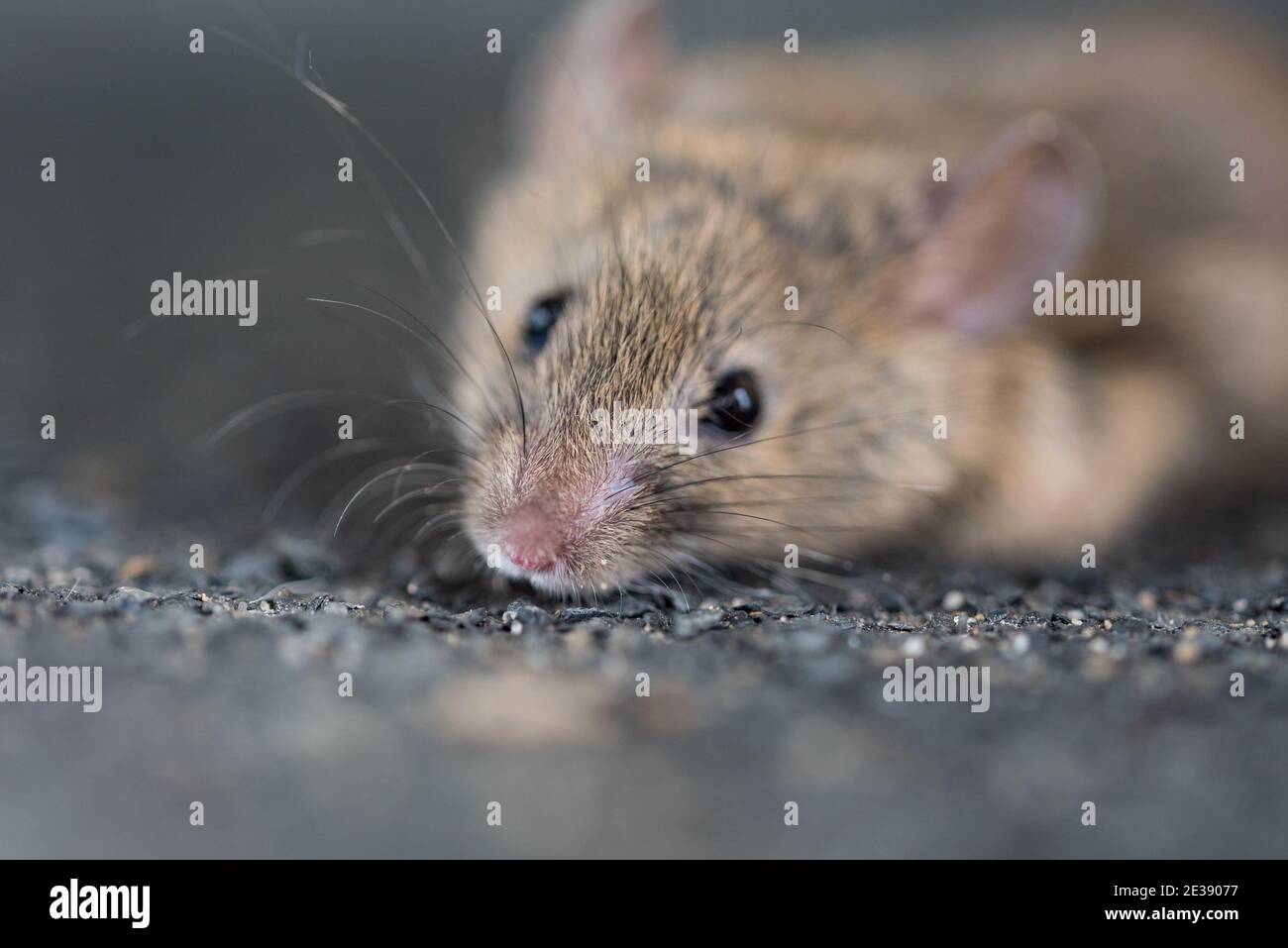 Un mouse grigio con grandi occhi neri in primo piano. Sfondo sfocato. Un roditore su sfondo nero. Foto Stock