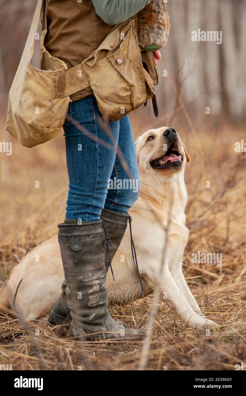 Yellow labrador Retriever è seduto vicino al suo proprietario durante un allenamento di caccia. Il cane sta guardando verso l'handler e sta aspettando di andare e recuperare Foto Stock