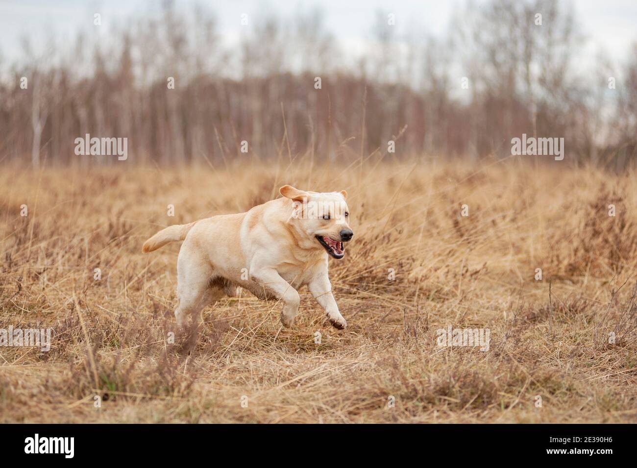 Il cane labrador Retriever adulto giallo sta correndo velocemente nella brughiera italiana. Cane è felice, bocca aperta e faccia felice. Concetto di libertà. Foto Stock
