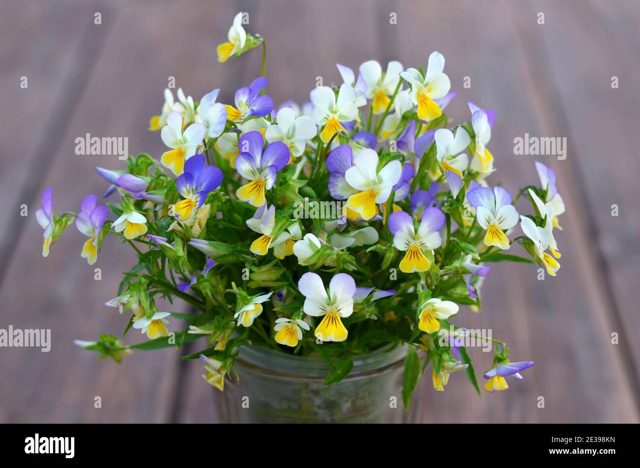 Bouquet di pansy selvatico in fiore o viola tricolore Foto Stock