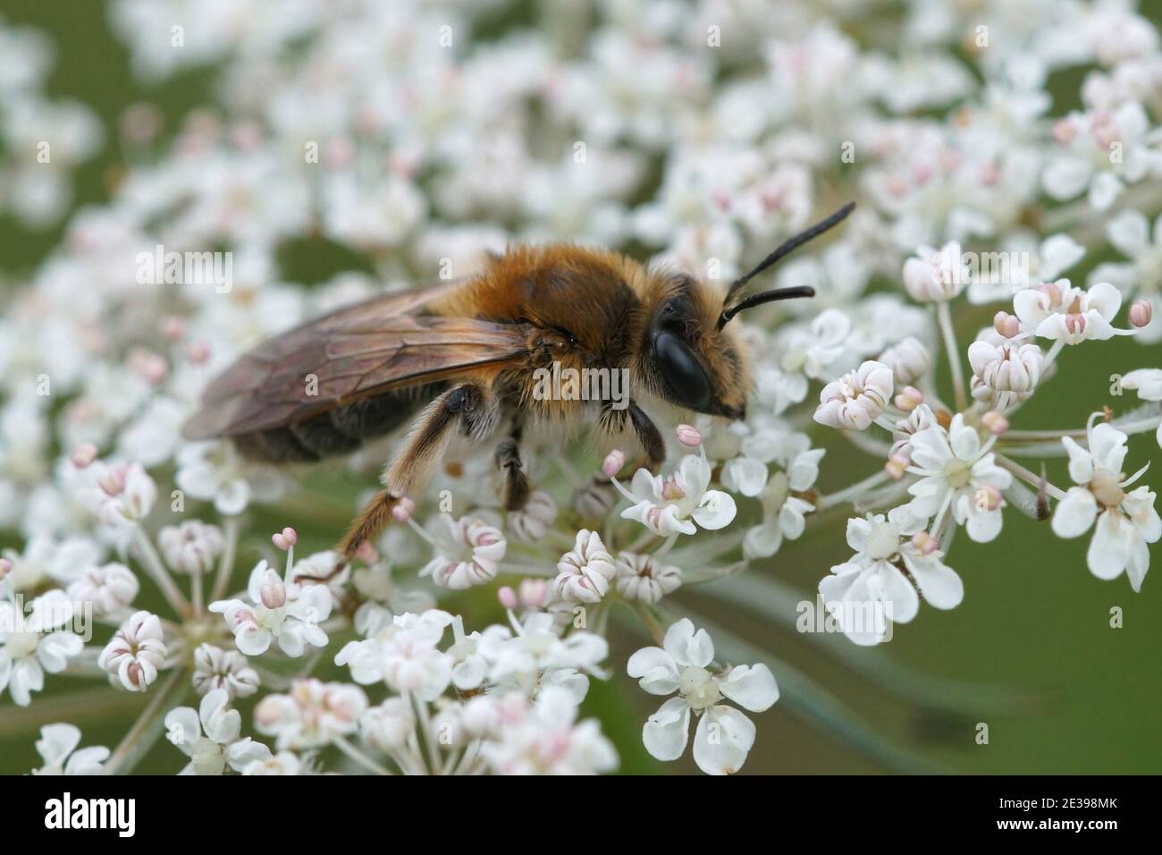 Primo piano di un'ape mineraria dall'elvola Andrena gruppo Foto Stock