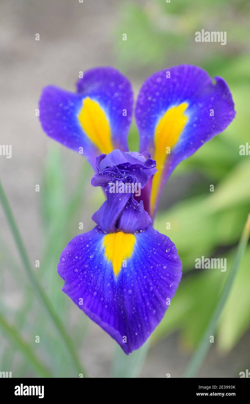 L'iride olandese o Iris Hollandica è una pianta ornamentale fiorente i cui petali sono coperti da goccioline d'acqua, primo piano. Foto Stock