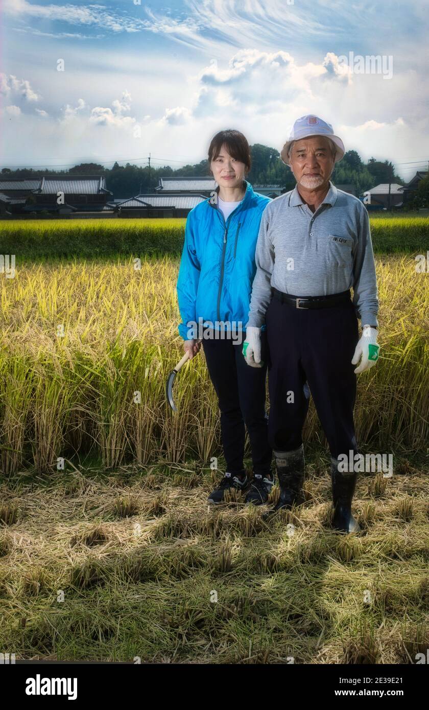 Sake making: Due coltivatori di riso che raccolgono riso nei campi della prefettura di Hyogo, Giappone Foto Stock