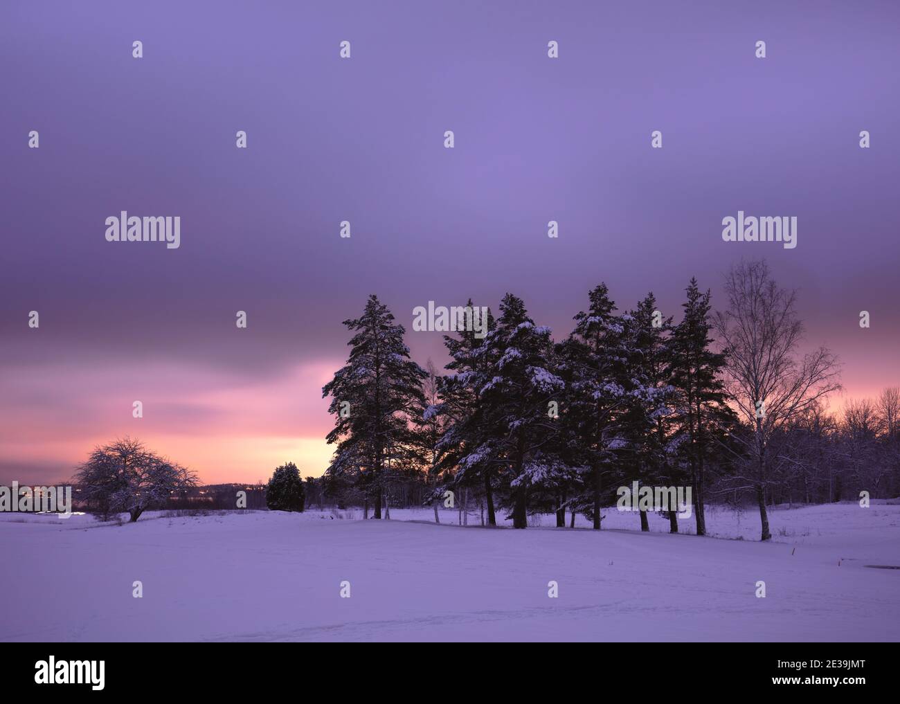 Alberi nel Golf Club Askrike fuori Vaxholm durante un inverno Serata in Svezia Foto Stock